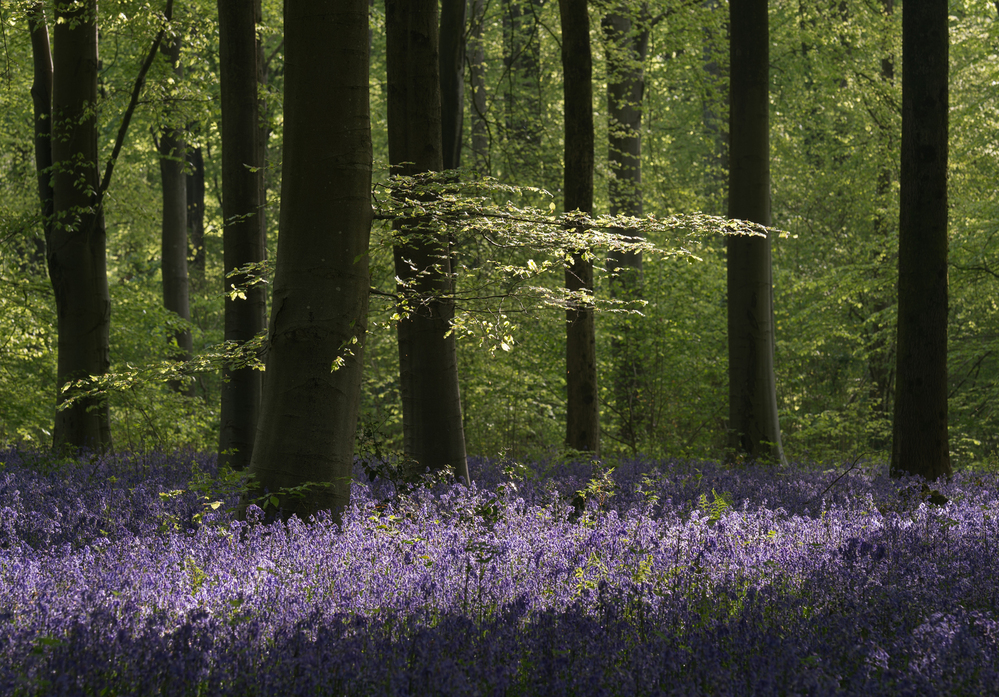 West Woods  Wiltshire Bluebells at Dawn 5